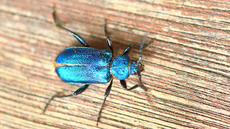 Blauvioletter Scheibenbock_2.jpg